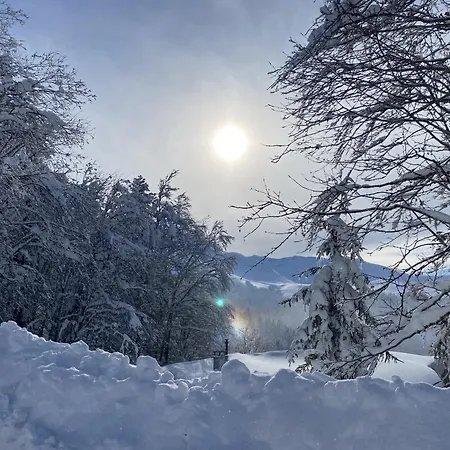 Les Digitales - Rocher Du Cerf * Le Lioran