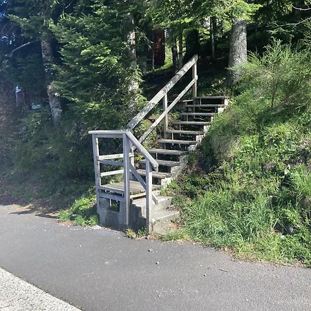 Les Digitales - Rocher Du Cerf